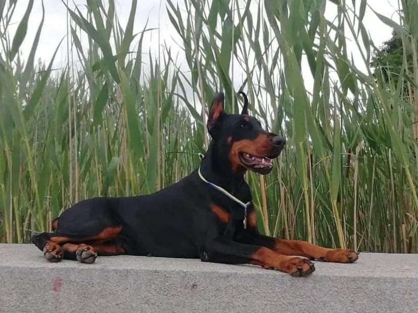 Дресирування собак на майданчику, індивідуальні заняття, група