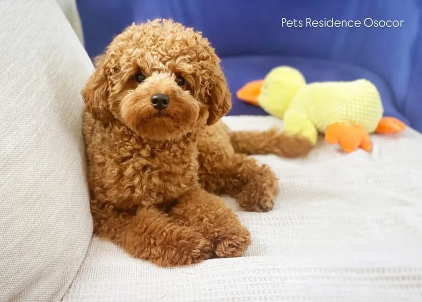 Перетримка вашого улюбленця в комфортних умовах. Київ. Трансфер. Повідомлення