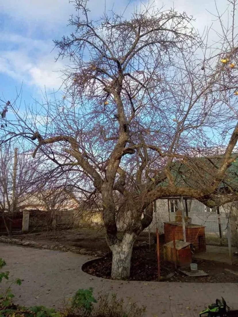 Обрізка плодових дерев, виноградних кущів, тощо