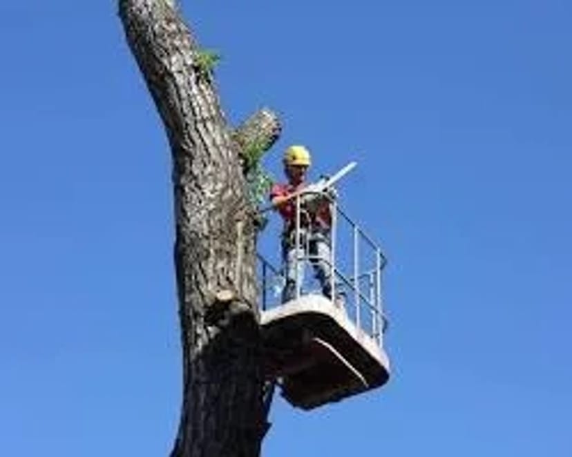 Спилювання дерев: безпечно та швидко