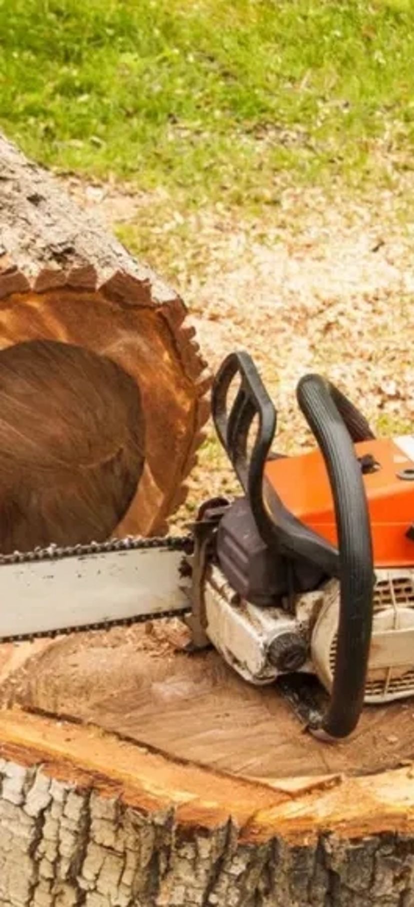 Спилювання дерев