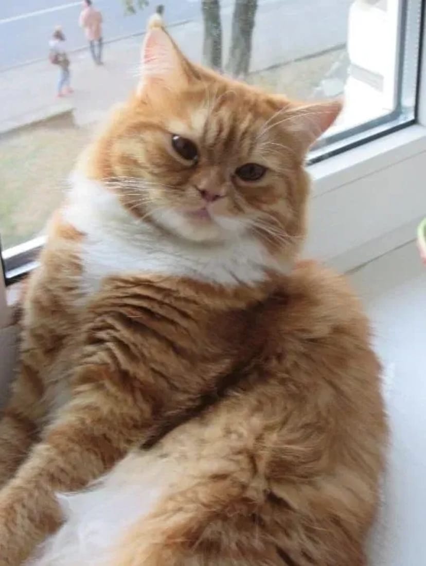 Тимофій бажає познайомитись... В'язка котів довгошерстий британець.