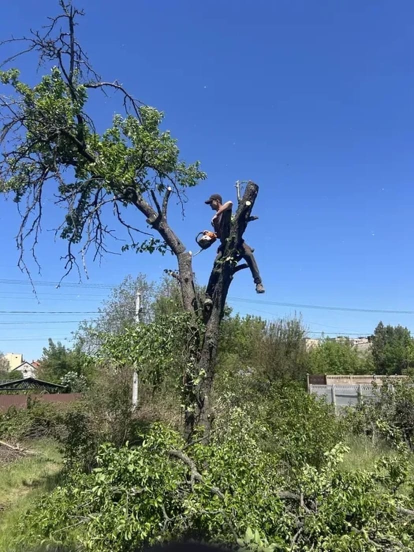 Спил дерев будь-якої складності