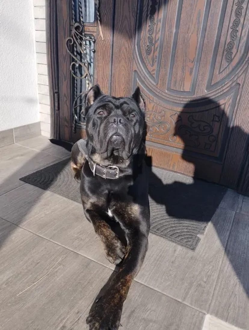 Кане-Корсо В'язка.