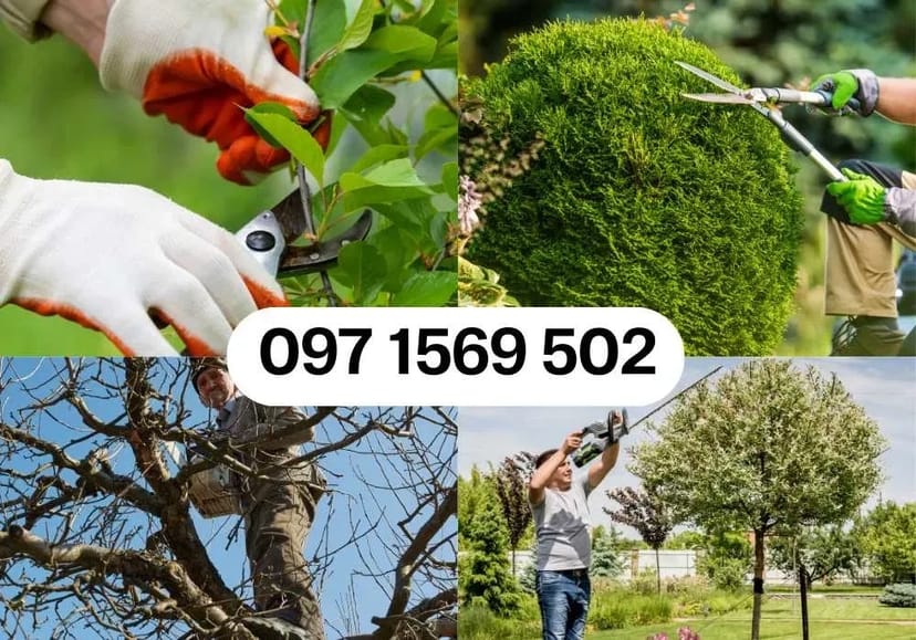 Стрижка дерев, кущів - Садівник , Садовник • Київ