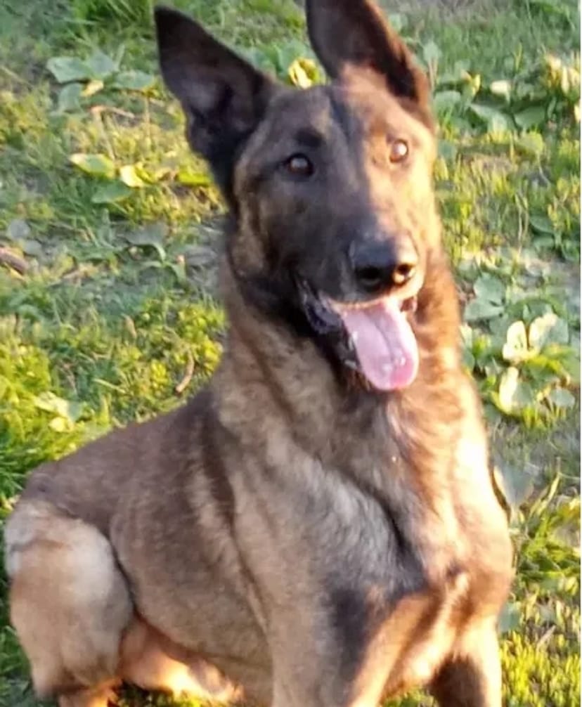 Бельгійська вівчарка малінуа в'язка