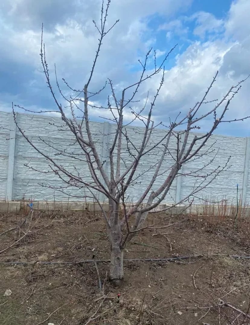 Обрезка плодовых деревьев , спил деревьев , выкорчёвка