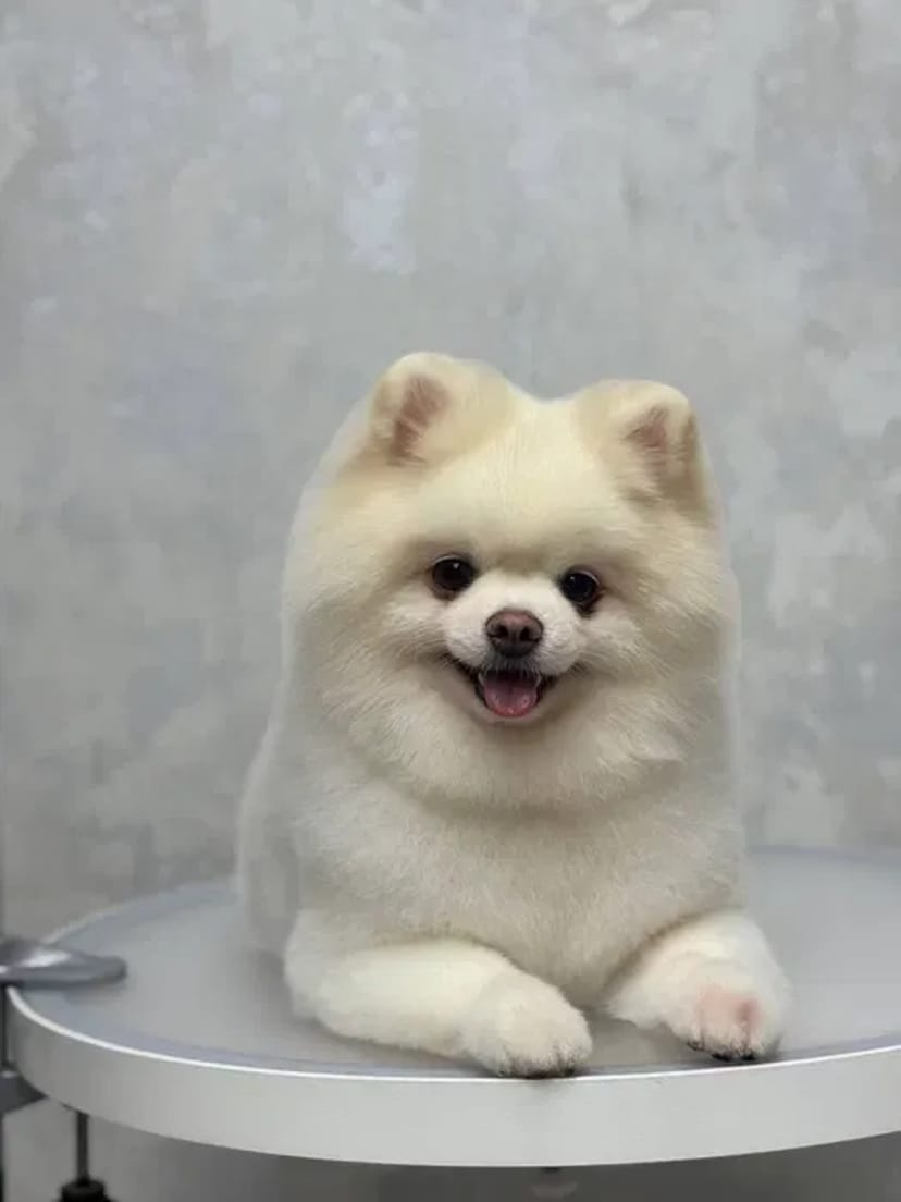 Грумінг і стрижка собак — якісно, акуратно та з любов’ю до вашого улюбленця