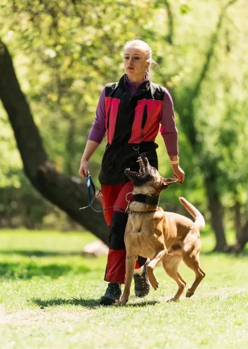 Домашняя Передержка Перетримка Кинолог передержка с дрессировкой