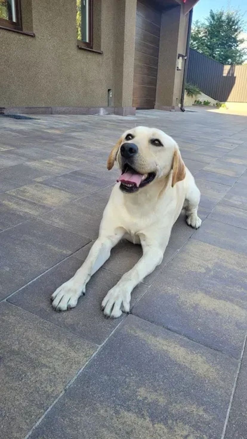 Вязка золотистого лабрадора