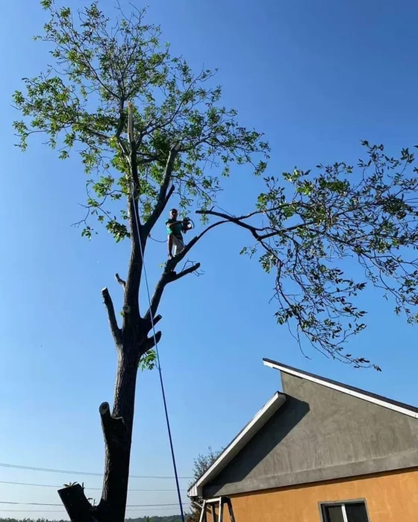 Спил деревьев. Расчистка участка . Демонтаж зданий