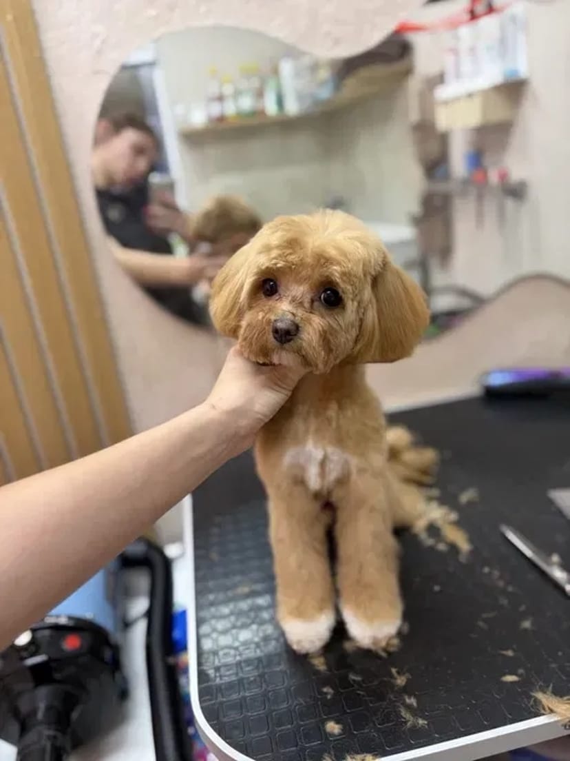 Стрижка собак / грумінг / стрижка котів / вичісування тварин