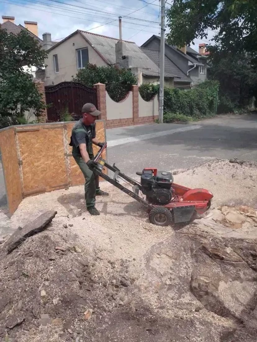 Викорчувати пень чи порослі, вирізати пень, спив дерев, вивіз.